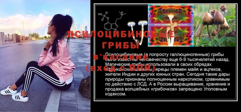 где купить наркоту  Серафимович  Псилоцибиновые грибы Psilocybine cubensis 